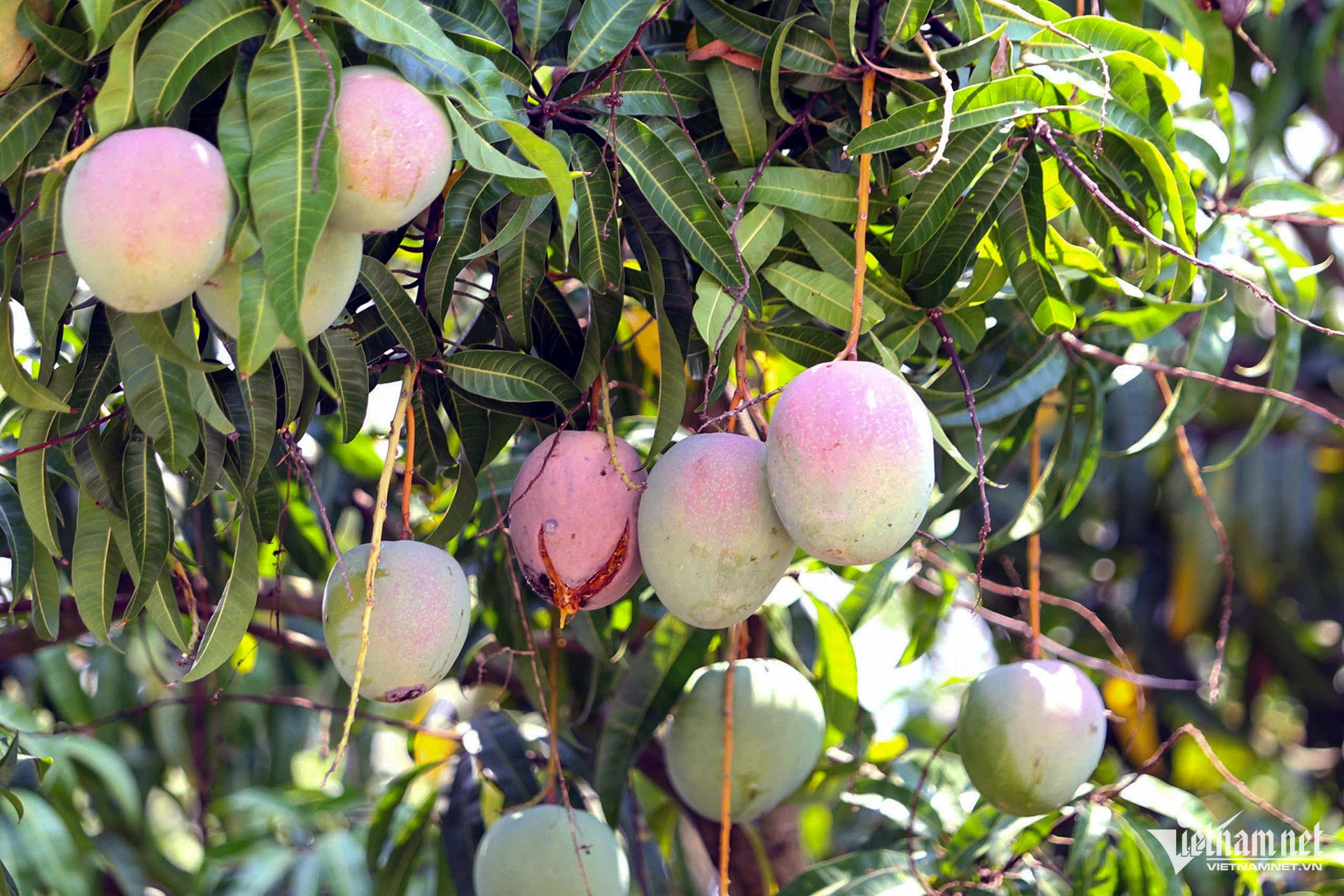 Giá xoài ‘khổng lồ’ giảm còn 3.000 đồng/kg, nông dân ở Khánh Hoà thua lỗ - Ảnh 2. Giá xoài ‘khổng lồ’ giảm còn 3.000 đồng/kg, nông dân ở Khánh Hoà thua lỗ - Ảnh 2.
