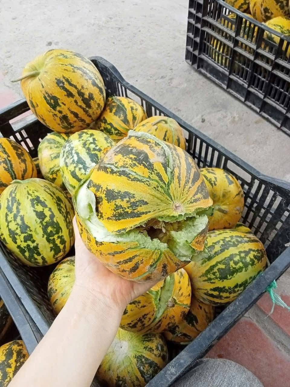 Loại quả rẻ bèo, người trồng chẳng buồn phun thuốc trừ sâu, trị mất ngủ, giải nhiệt cơ thể, hè này nên ăn nhiều- Ảnh 2. Loại quả rẻ bèo, người trồng chẳng buồn phun thuốc trừ sâu, trị mất ngủ, giải nhiệt cơ thể, hè này nên ăn nhiều- Ảnh 2.
