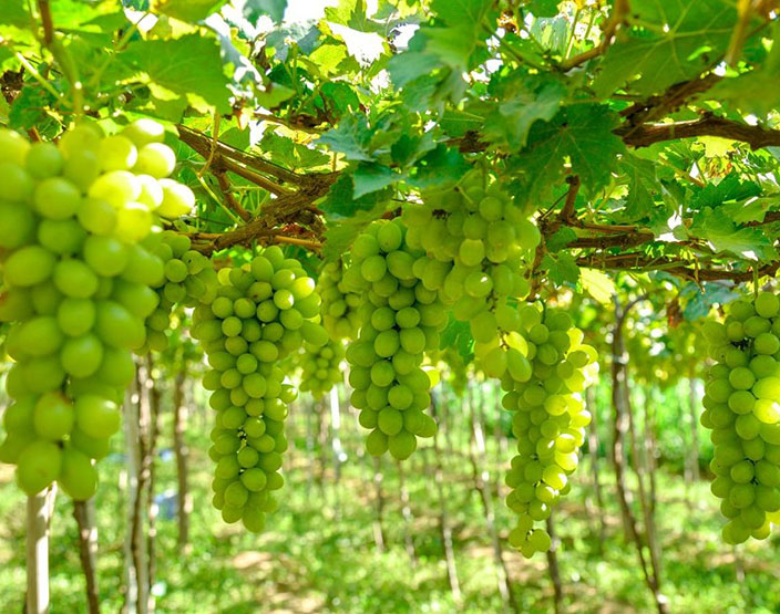 Top cây ăn quả cho bóng mát được yêu thích nhất- Ảnh 5. Top cây ăn quả cho bóng mát được yêu thích nhất- Ảnh 5.