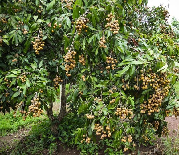 Top cây ăn quả cho bóng mát được yêu thích nhất- Ảnh 6. Top cây ăn quả cho bóng mát được yêu thích nhất- Ảnh 6.
