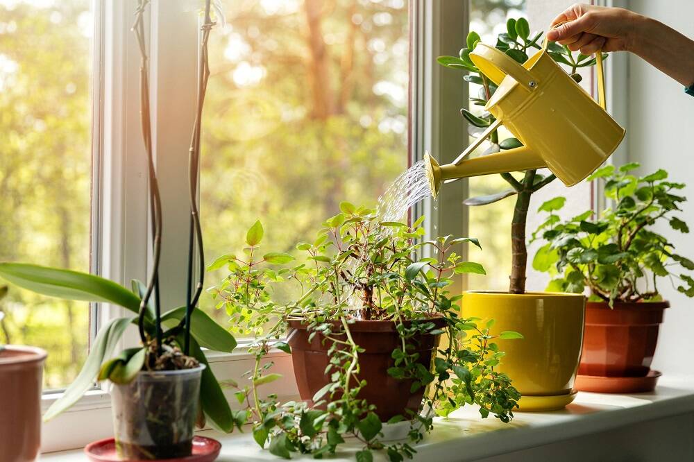 Lợi ích bất ngờ từ việc trồng cây xanh trong nhà cải thiện sức khỏe- Ảnh 3.