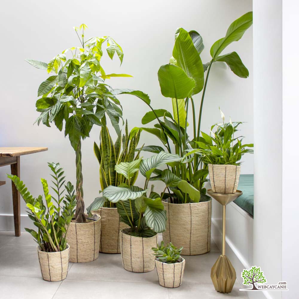 Lợi ích bất ngờ từ việc trồng cây xanh trong nhà cải thiện sức khỏe- Ảnh 5.