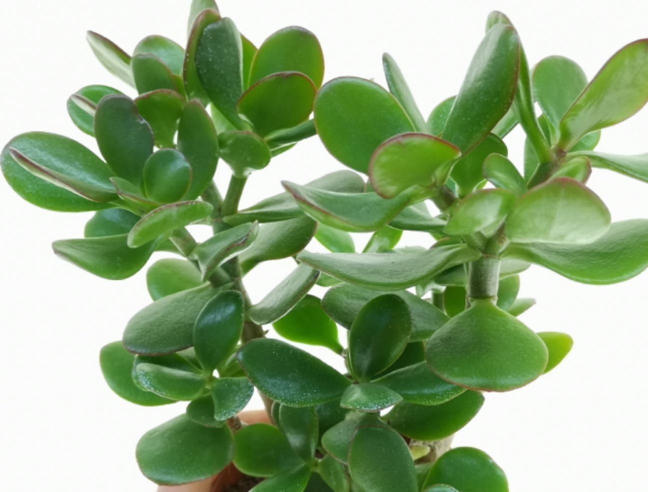 Top cây đặt phòng ngủ giúp giấc ngủ ngon, có lợi cho sức khỏe - Ảnh 5.