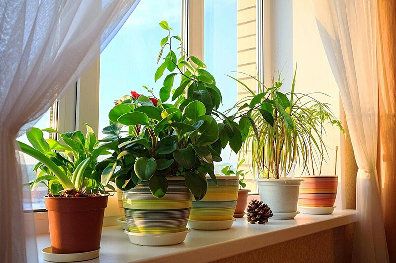 Lợi ích bất ngờ từ việc trồng cây xanh trong nhà cải thiện sức khỏe- Ảnh 2.