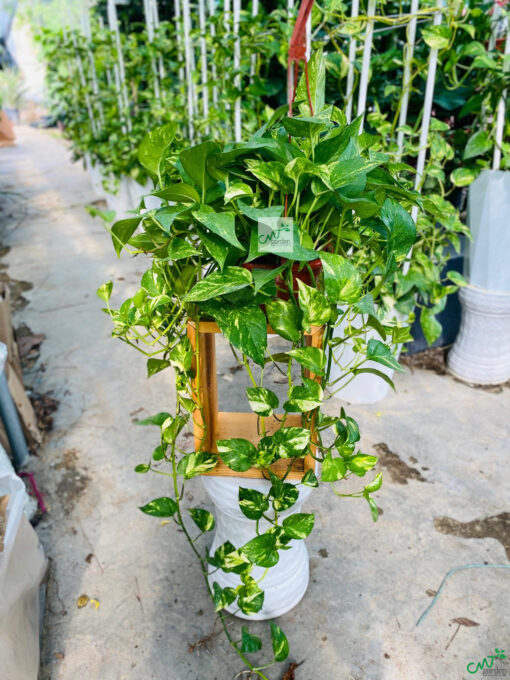 Top cây đặt phòng ngủ giúp giấc ngủ ngon, có lợi cho sức khỏe - Ảnh 4. Top cây đặt phòng ngủ giúp giấc ngủ ngon, có lợi cho sức khỏe - Ảnh 4.