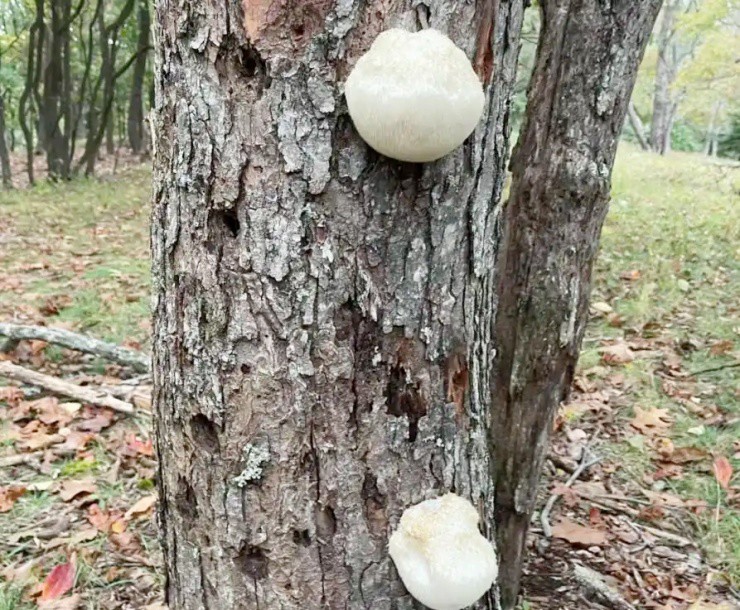 Vài triệu 1kg 'thực phẩm của hoàng đế', ở Việt Nam cũng nuôi trồng được - Ảnh 3. Vài triệu 1kg 'thực phẩm của hoàng đế', ở Việt Nam cũng nuôi trồng được - Ảnh 3.