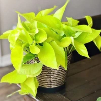 Mệnh Kim nên trồng cây gì trước nhà để đón tài lộc, bảo hộ cho gia đình?- Ảnh 3. Mệnh Kim nên trồng cây gì trước nhà để đón tài lộc, bảo hộ cho gia đình?- Ảnh 3.