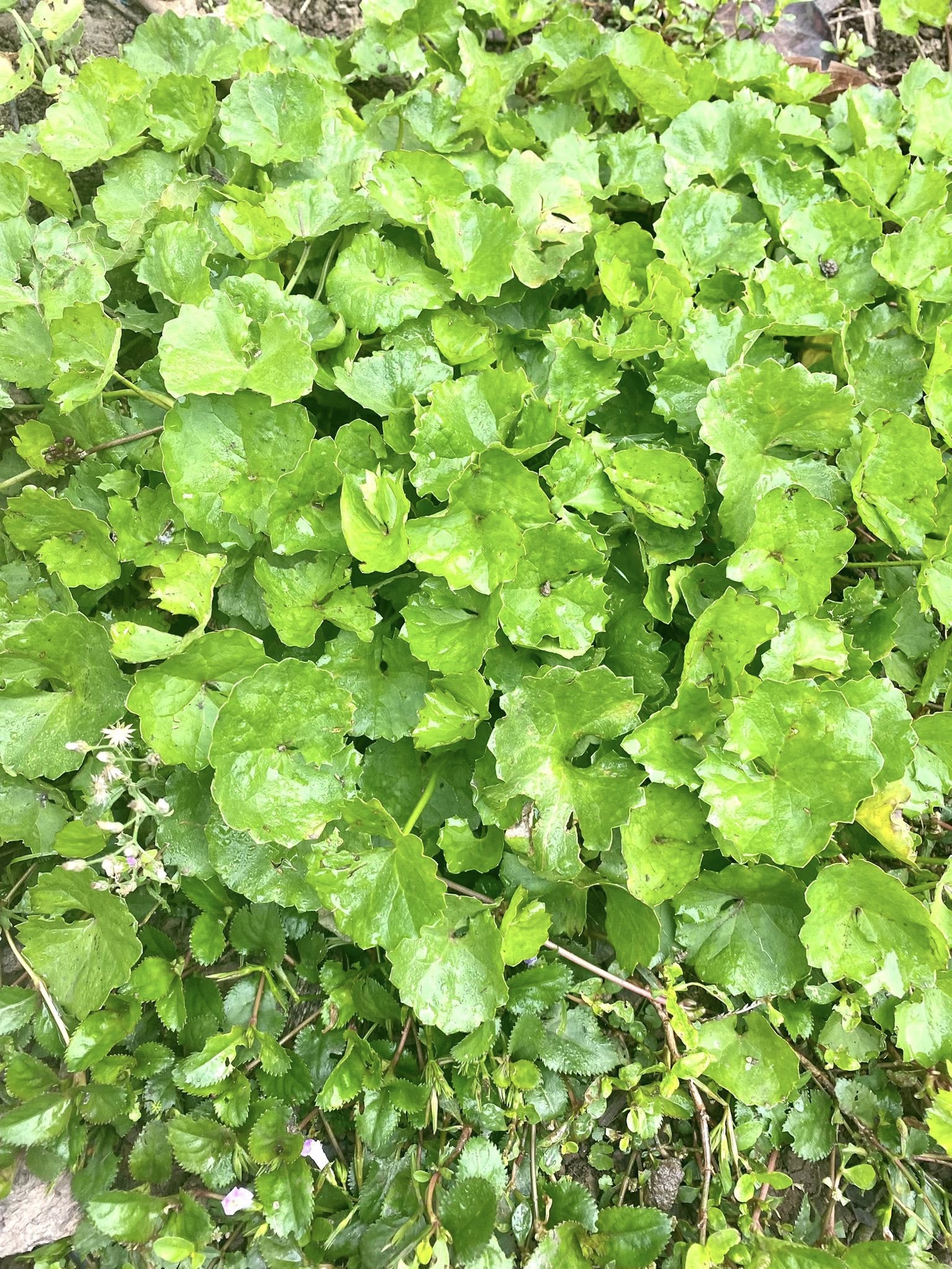 Loại rau được ví như ‘nhân sâm’ trước mọc dại nay thành đặc sản không đủ bán- Ảnh 1. Loại rau được ví như ‘nhân sâm’ trước mọc dại nay thành đặc sản không đủ bán- Ảnh 1.