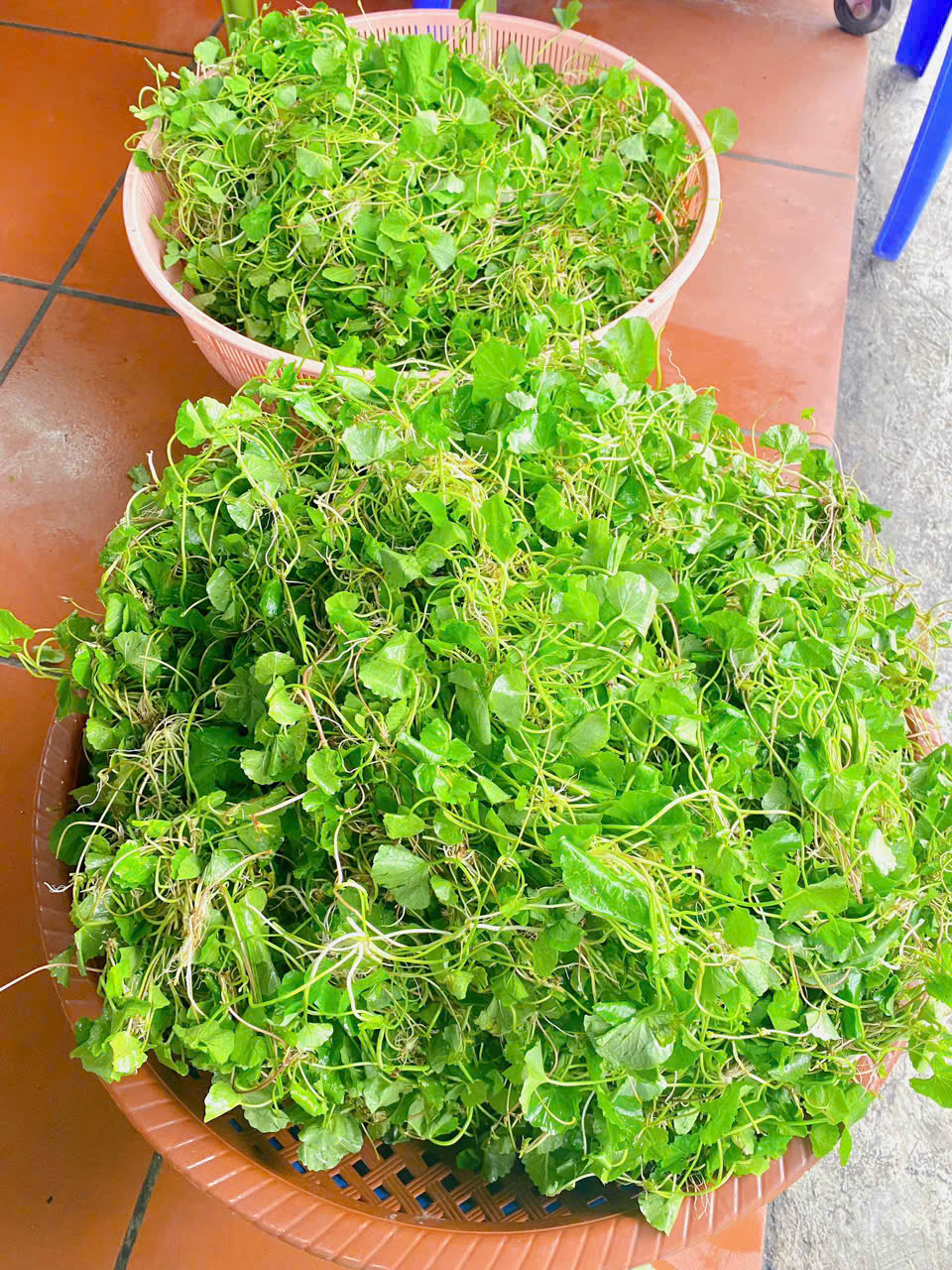 Loại rau được ví như ‘nhân sâm’ trước mọc dại nay thành đặc sản không đủ bán- Ảnh 6. Loại rau được ví như ‘nhân sâm’ trước mọc dại nay thành đặc sản không đủ bán- Ảnh 6.