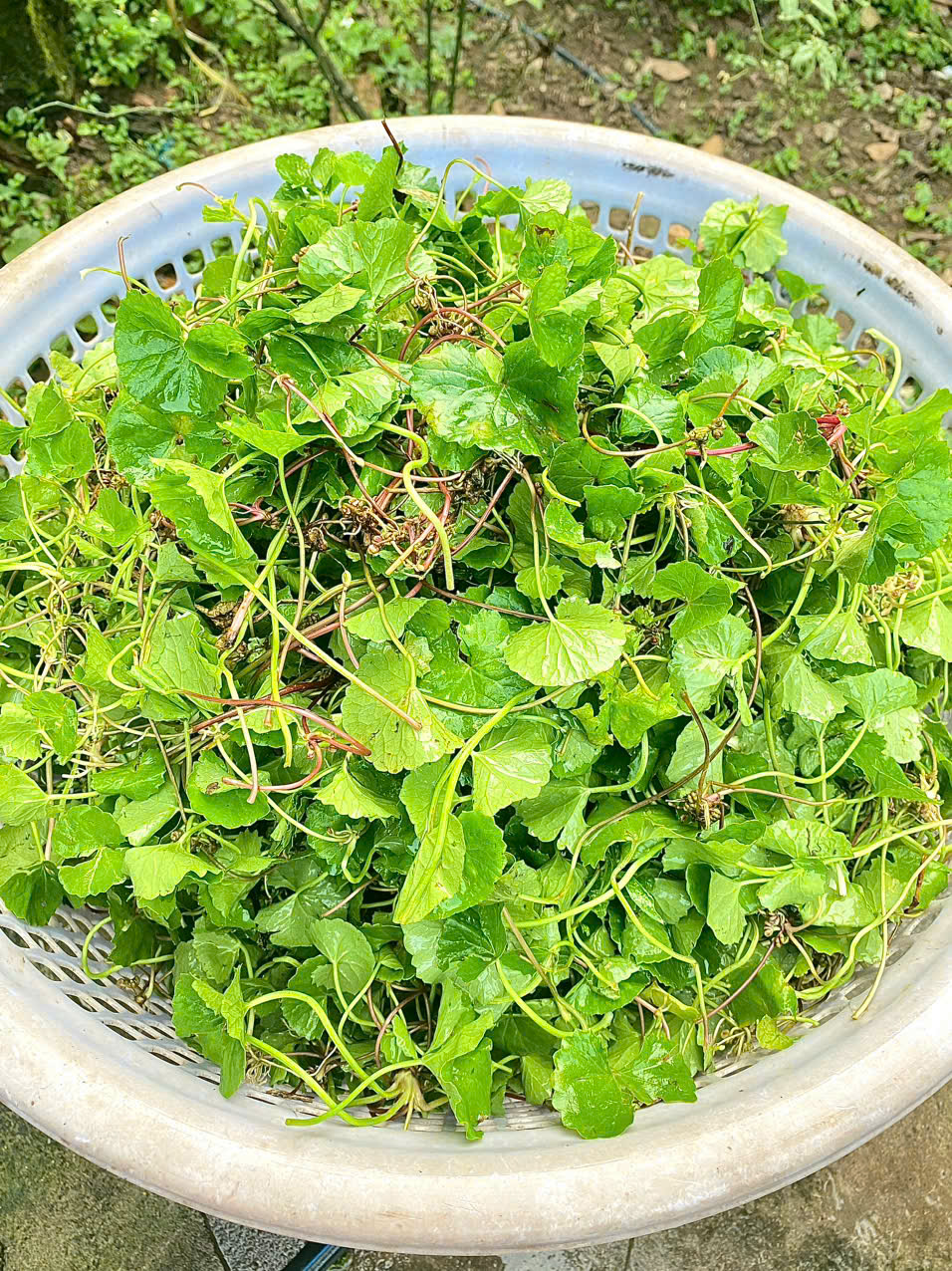 Loại rau được ví như ‘nhân sâm’ trước mọc dại nay thành đặc sản không đủ bán- Ảnh 7. Loại rau được ví như ‘nhân sâm’ trước mọc dại nay thành đặc sản không đủ bán- Ảnh 7.