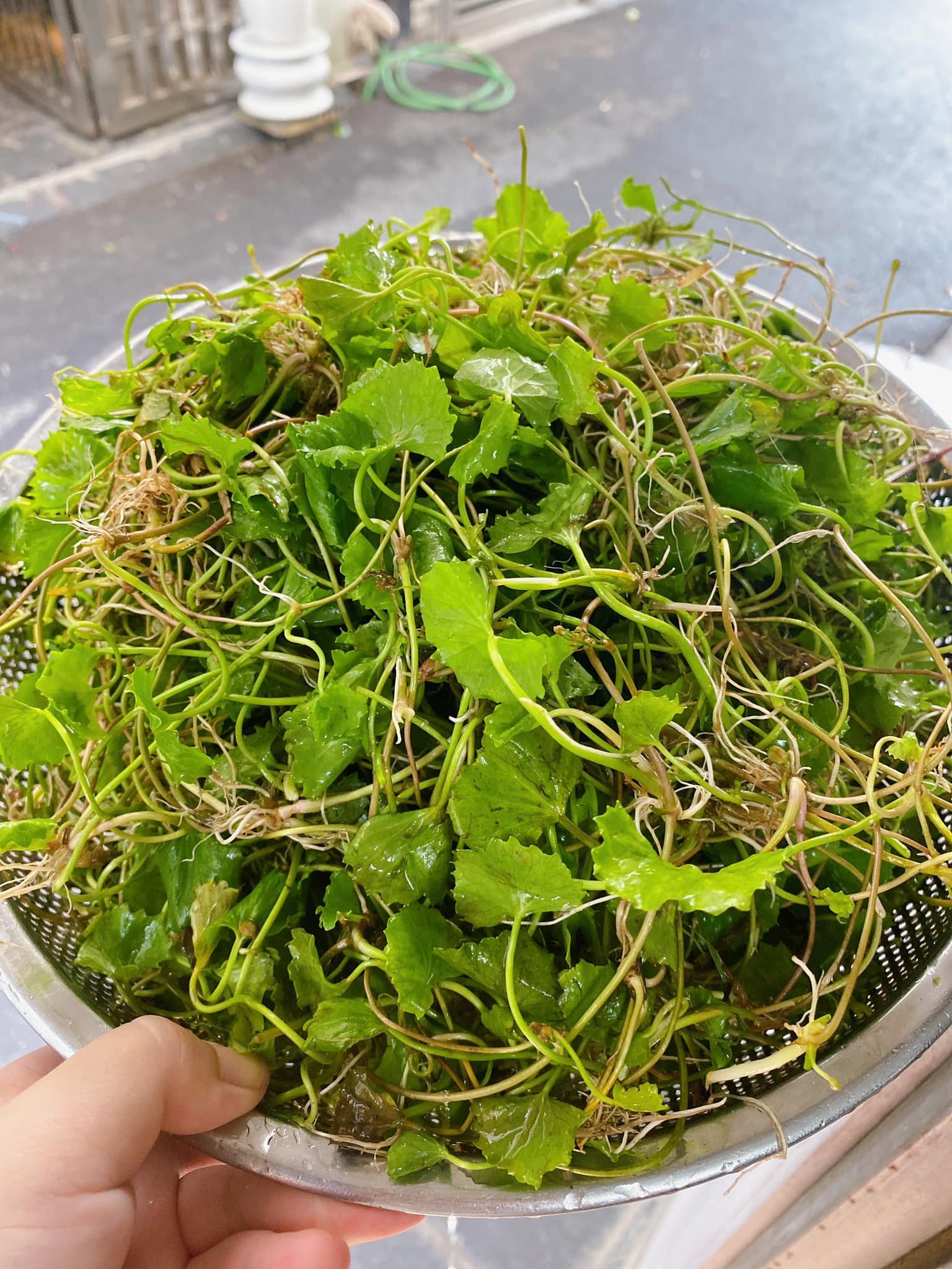 Loại rau được ví như ‘nhân sâm’ trước mọc dại nay thành đặc sản không đủ bán- Ảnh 8. Loại rau được ví như ‘nhân sâm’ trước mọc dại nay thành đặc sản không đủ bán- Ảnh 8.