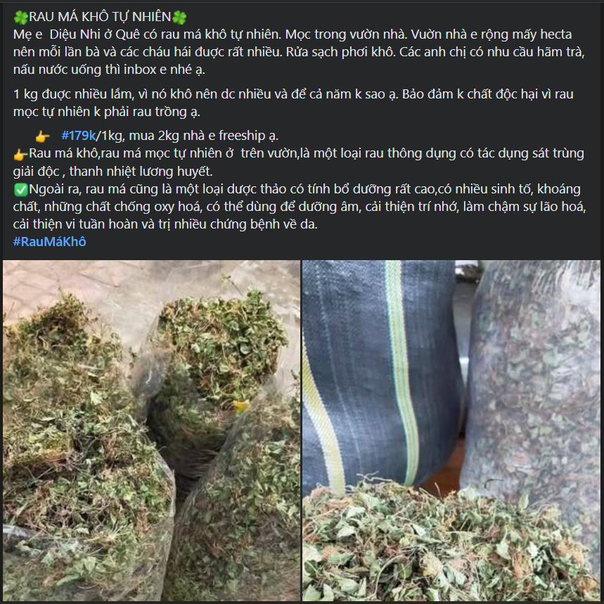 Loại rau được ví như ‘nhân sâm’ trước mọc dại nay thành đặc sản không đủ bán- Ảnh 5. Loại rau được ví như ‘nhân sâm’ trước mọc dại nay thành đặc sản không đủ bán- Ảnh 5.