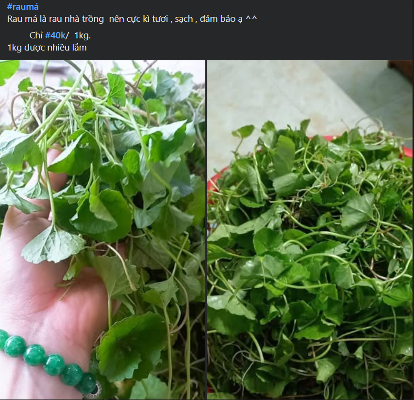 Loại rau được ví như ‘nhân sâm’ trước mọc dại nay thành đặc sản không đủ bán- Ảnh 4. Loại rau được ví như ‘nhân sâm’ trước mọc dại nay thành đặc sản không đủ bán- Ảnh 4.