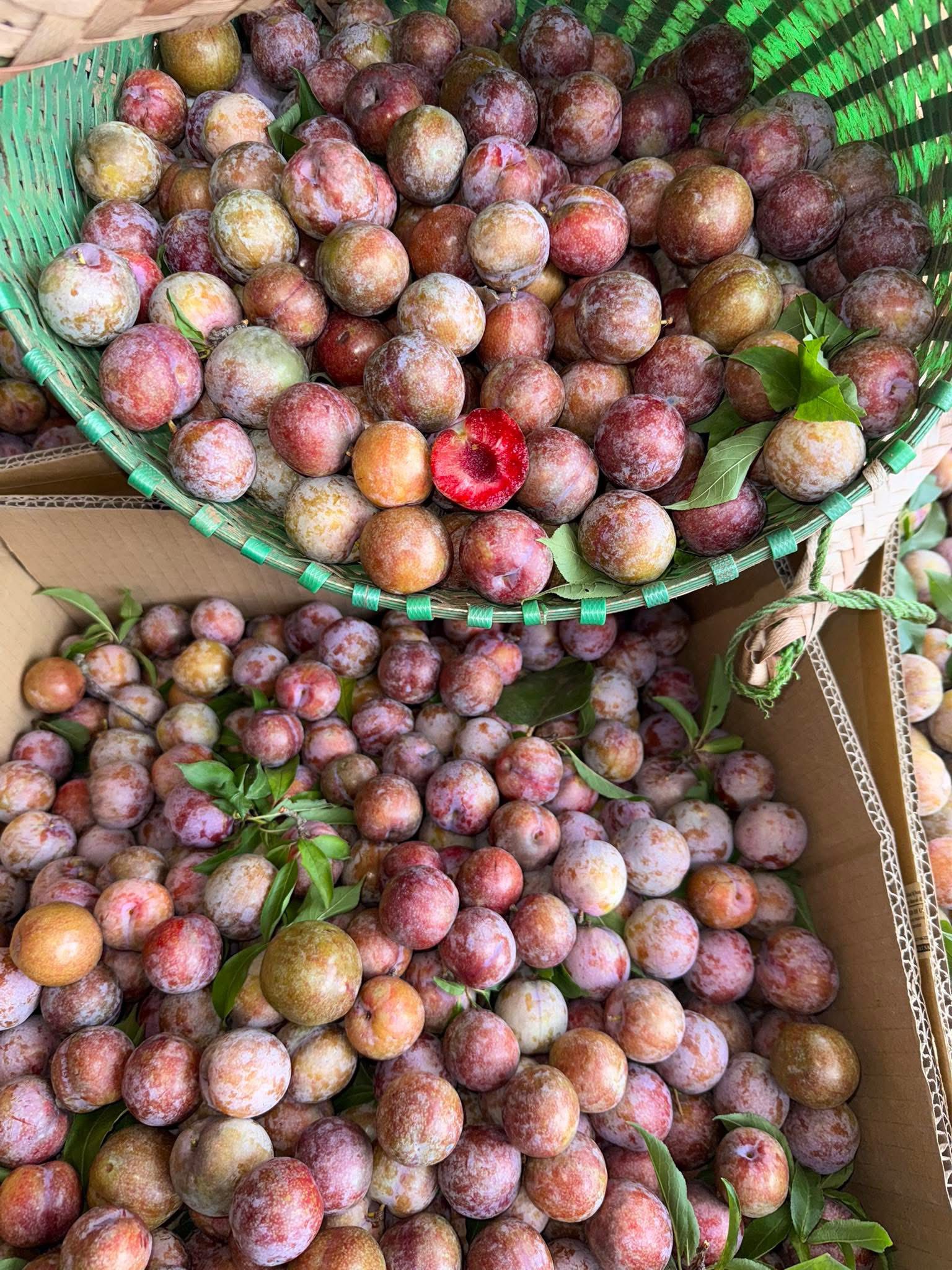 Loạt món ngon với quả mận đang vào chính vụ, ai thử cũng sẽ mê- Ảnh 3.