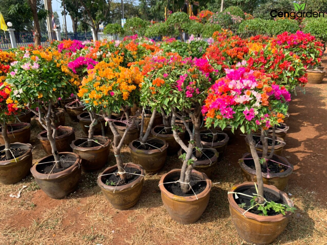 Tại sao trồng hoa giấy trước nhà giúp mang lại may mắn, tài lộc nhưng trồng hoa giấy trong nhà lại gây cản dòng năng lượng tích cực? - Ảnh 7.