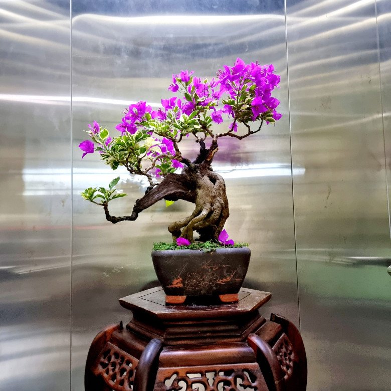 Tại sao trồng hoa giấy trước nhà giúp mang lại may mắn, tài lộc nhưng trồng hoa giấy trong nhà lại gây cản dòng năng lượng tích cực? - Ảnh 5.