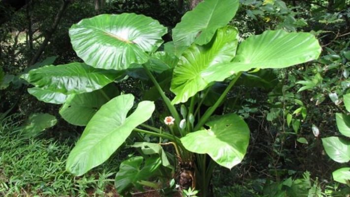 Người mang mệnh Thủy và Mộc nhất định nên có cây này trong nhà để kích hoạt nguồn sinh khí, tài lộc - Ảnh 2.
