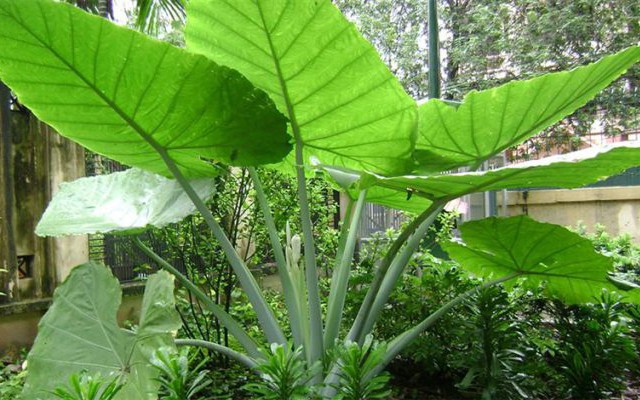 Người mang mệnh Thủy và Mộc nhất định nên có cây này trong nhà để kích hoạt nguồn sinh khí, tài lộc