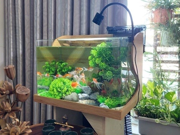 Một số loài cá đặc biệt có thể mang lại may mắn và hỗ trợ tốt cho gia chủ mệnh Hỏa khi nuôi  - Ảnh 4.