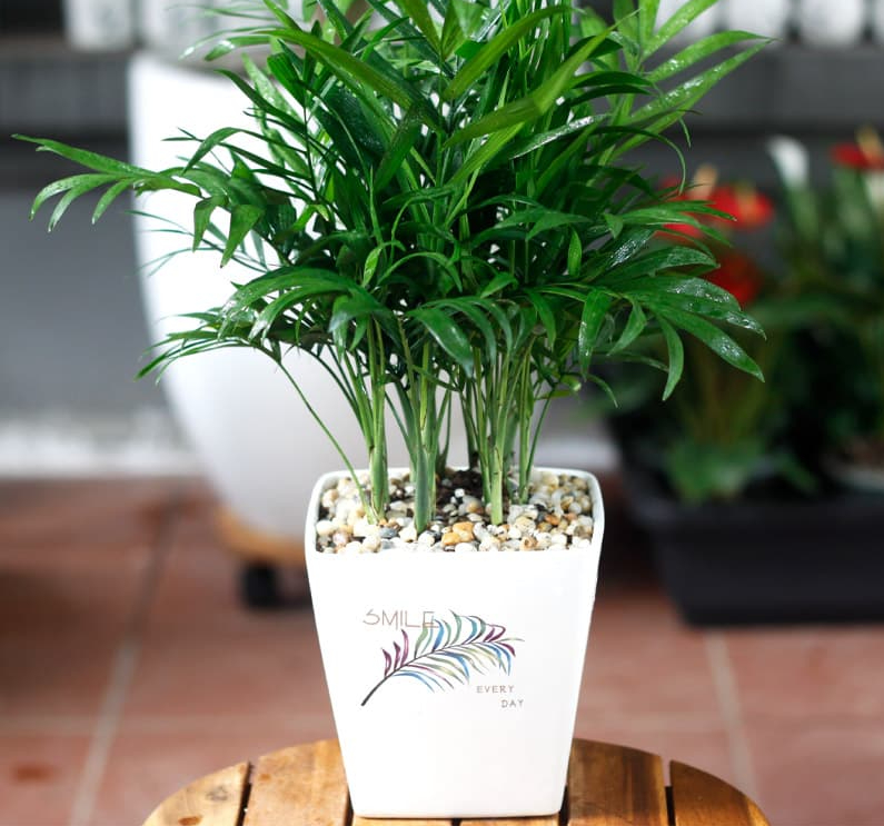 Cách chọn cây phong thuỷ dễ trồng phù hợp từng mệnh mang đến may mắn, sức khỏe và tài lộc - Ảnh 3.