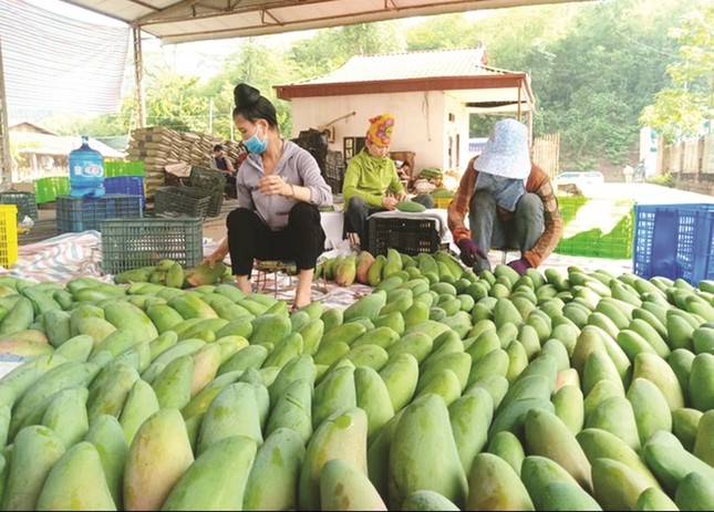 Xoài Việt Nam đang ‘làm mưa làm gió’ ở Trung Quốc - Ảnh 1.