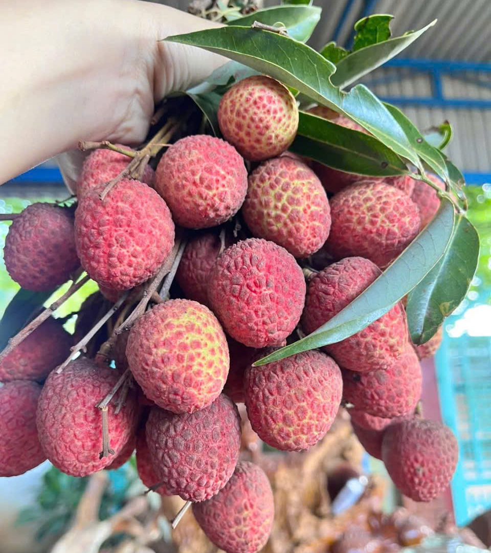 Vải thiều đầu vụ bán 60.000 đồng/kg - Ảnh 1. Vải thiều đầu mùa bán được giá 60.000 đồng/kg - Ảnh 1.