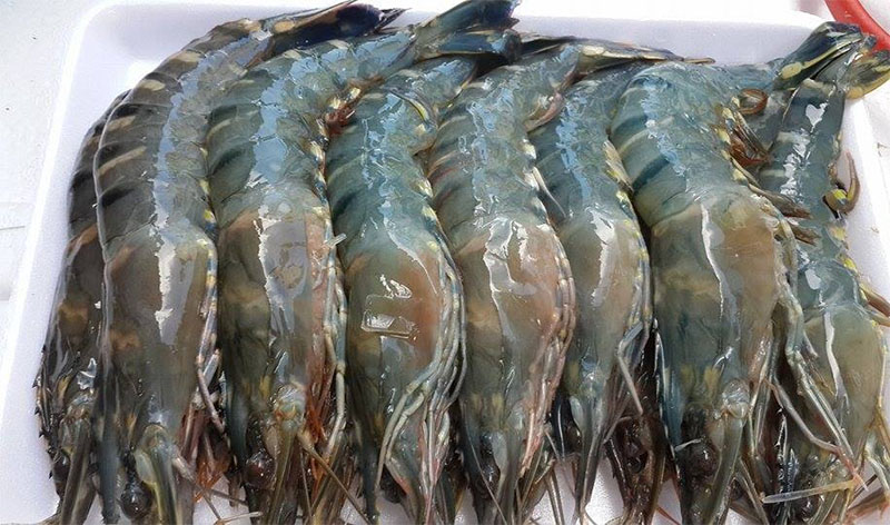 Muốn có tôm ăn quanh năm không lo nhạt thịt hay có mùi thì hãy làm theo cách sau- Ảnh 4.