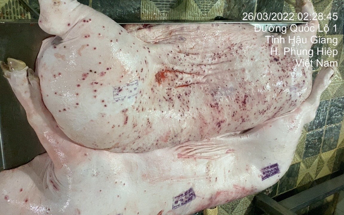 Công ty CP Chăn nuôi C.P. Việt Nam nói gì về thông tin dùng lợn bệnh ra thị trường?- Ảnh 1. Xuất hiện thông tin Công ty CP Chăn nuôi CP Việt Nam chế biến lợn bệnh: Cục Chăn nuôi và Thú y yêu cầu khẩn trương vào cuộc kiểm tra