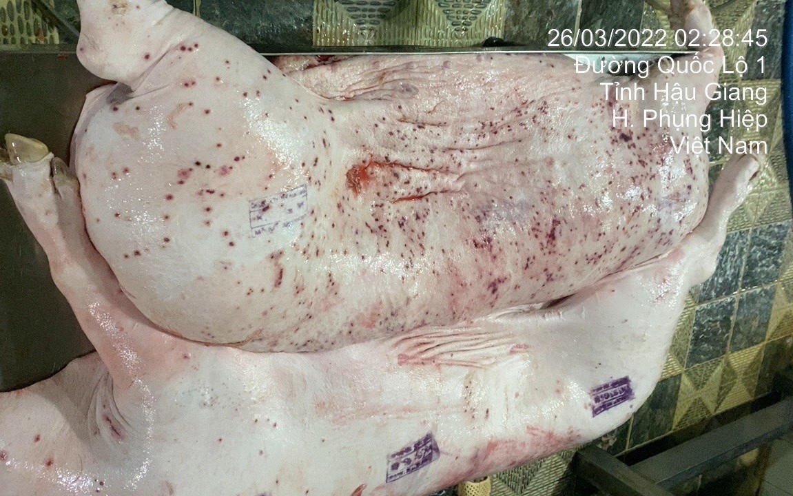 Vụ xuất hiện thông tin Công ty Chăn nuôi C.P. Việt Nam dùng lợn bệnh, gà bệnh "tuồn" ra thị trường: Người tố cáo nói gì?