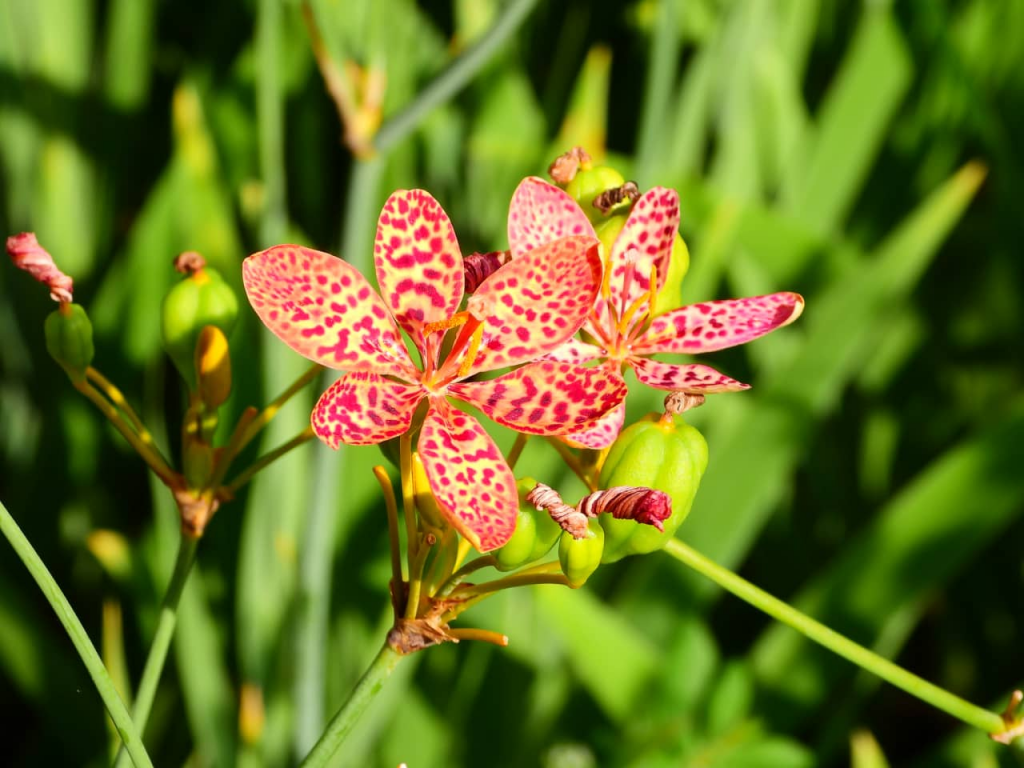 Các nguyên nhân gây đau họng và giải pháp hỗ trợ cải thiện- Ảnh 4.