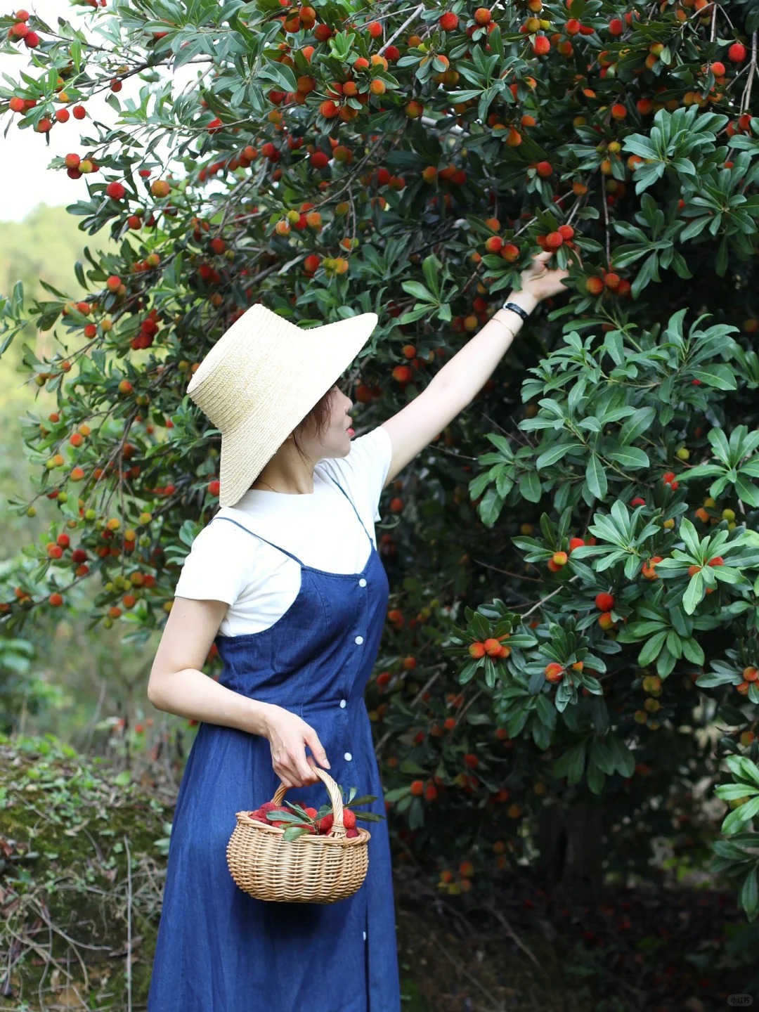 Mùa thanh mai chín rộ: Thứ quả chua ngọt đẹp như mơ, ăn ngon lại tốt cho sức khỏe- Ảnh 5. Mùa thanh mai chín rộ: Thứ quả chua ngọt đẹp như mơ, ăn ngon lại tốt cho sức khỏe- Ảnh 5.