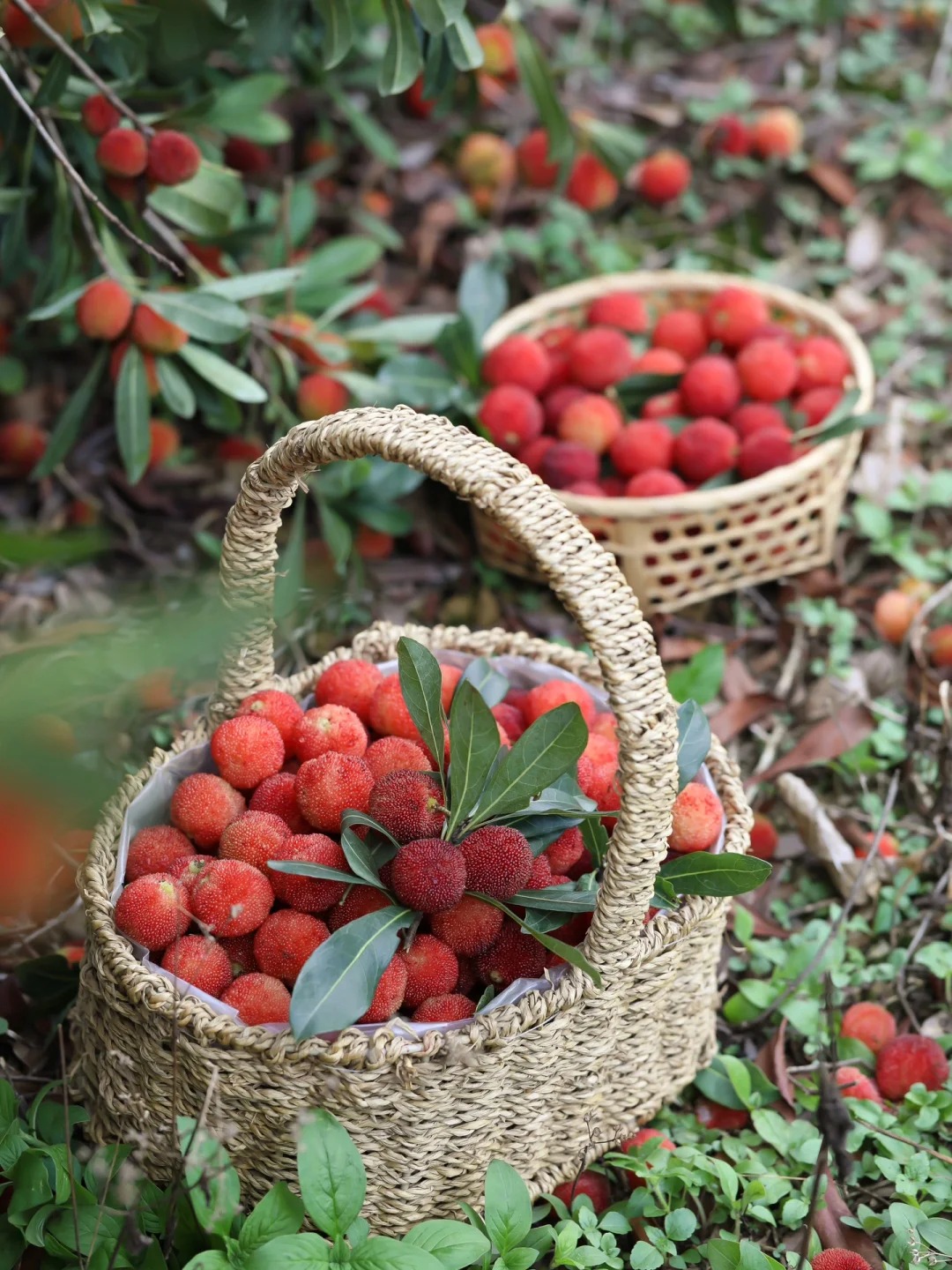 Mùa thanh mai chín rộ: Thứ quả chua ngọt đẹp như mơ, ăn ngon lại tốt cho sức khỏe- Ảnh 2. Mùa thanh mai chín rộ: Thứ quả chua ngọt đẹp như mơ, ăn ngon lại tốt cho sức khỏe- Ảnh 2.
