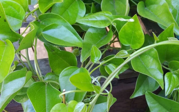 la-suong-sam-174658337449899442912-0-0-449-719-crop-1746583443182726829084.jpg
