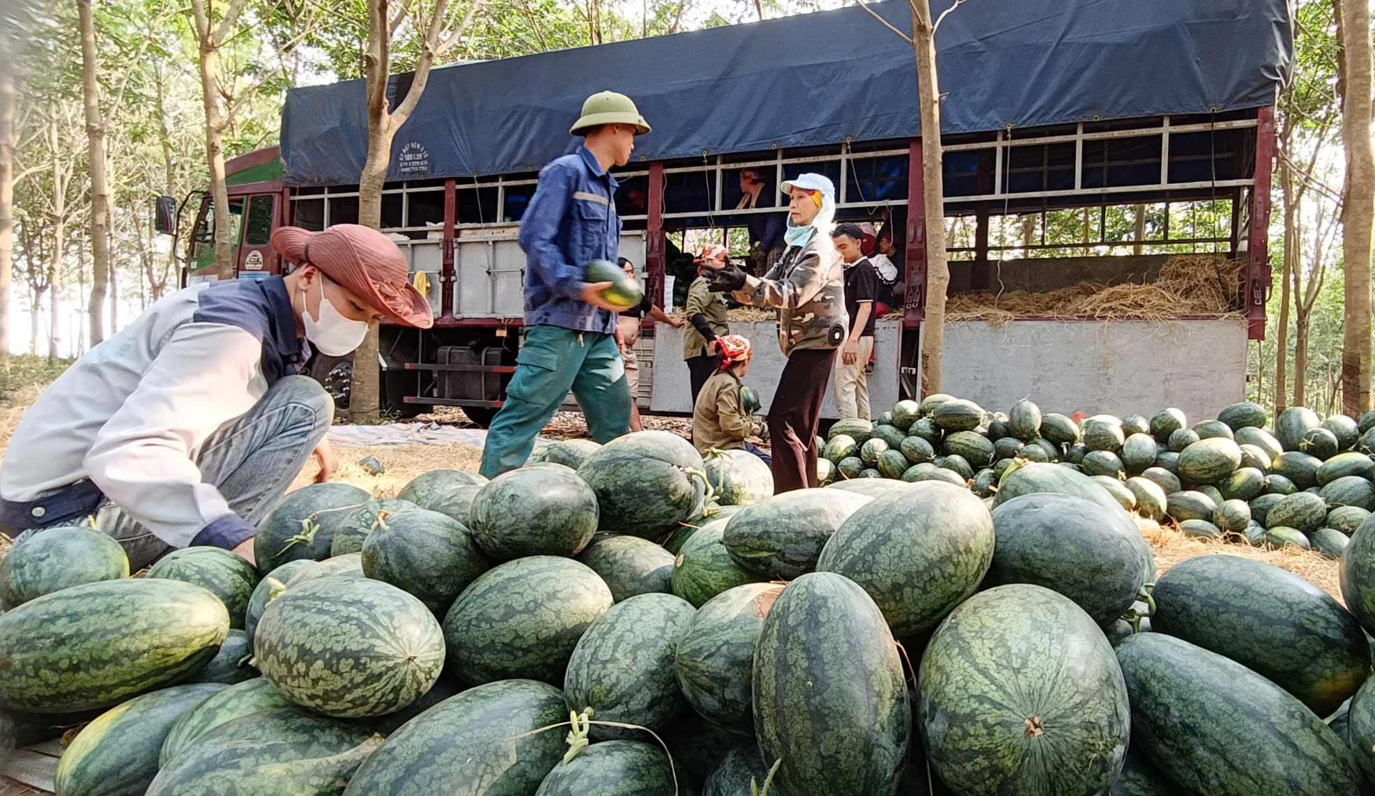 Vất vả cả vụ mùa, nhiều người trồng dưa hấu không thu được vốn- Ảnh 3. Vất vả cả vụ mùa, nhiều người trồng dưa hấu không thu được vốn- Ảnh 3.