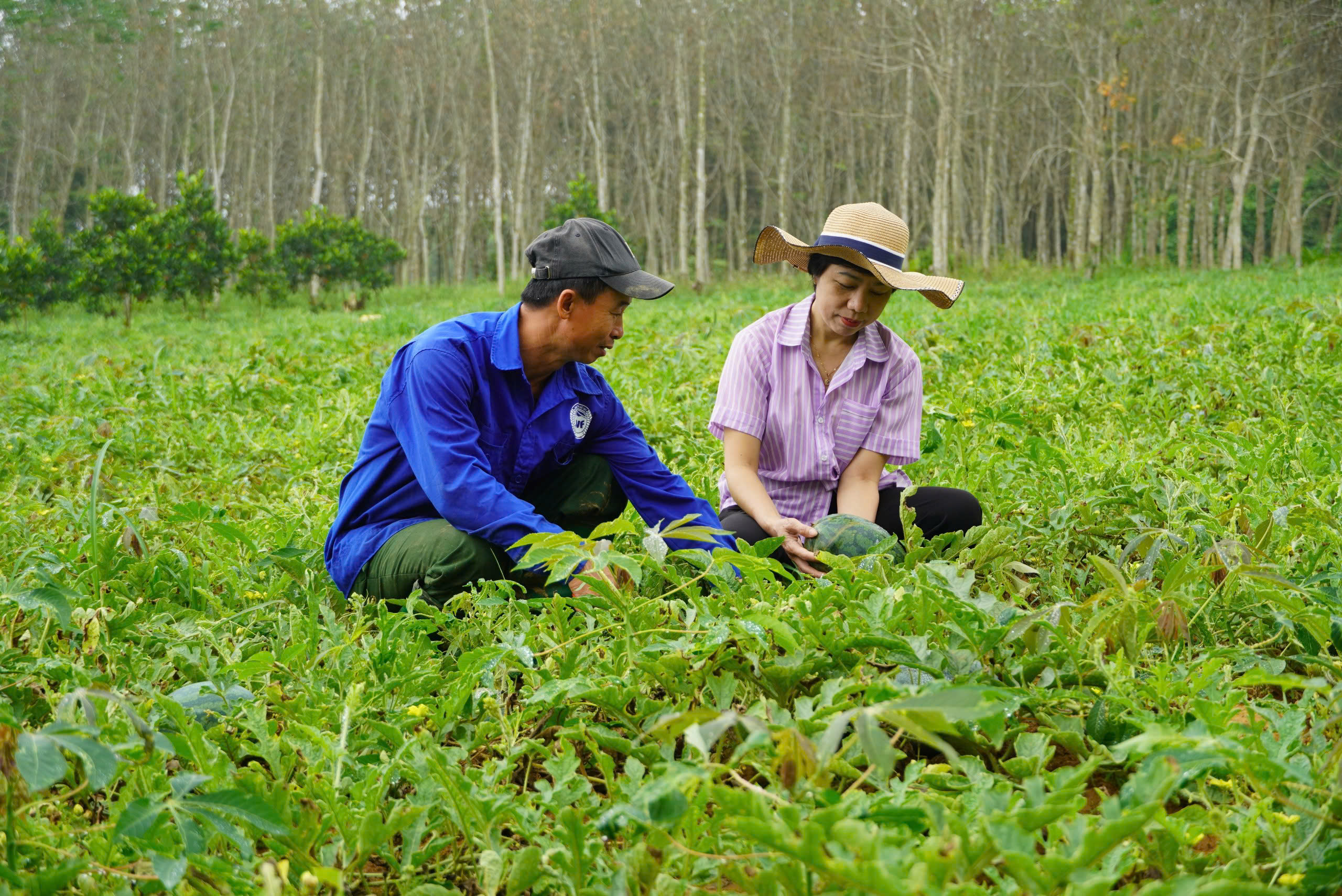 Vất vả cả vụ mùa, nhiều người trồng dưa hấu không thu được vốn- Ảnh 1. Vất vả cả vụ mùa, nhiều người trồng dưa hấu không thu được vốn- Ảnh 1.