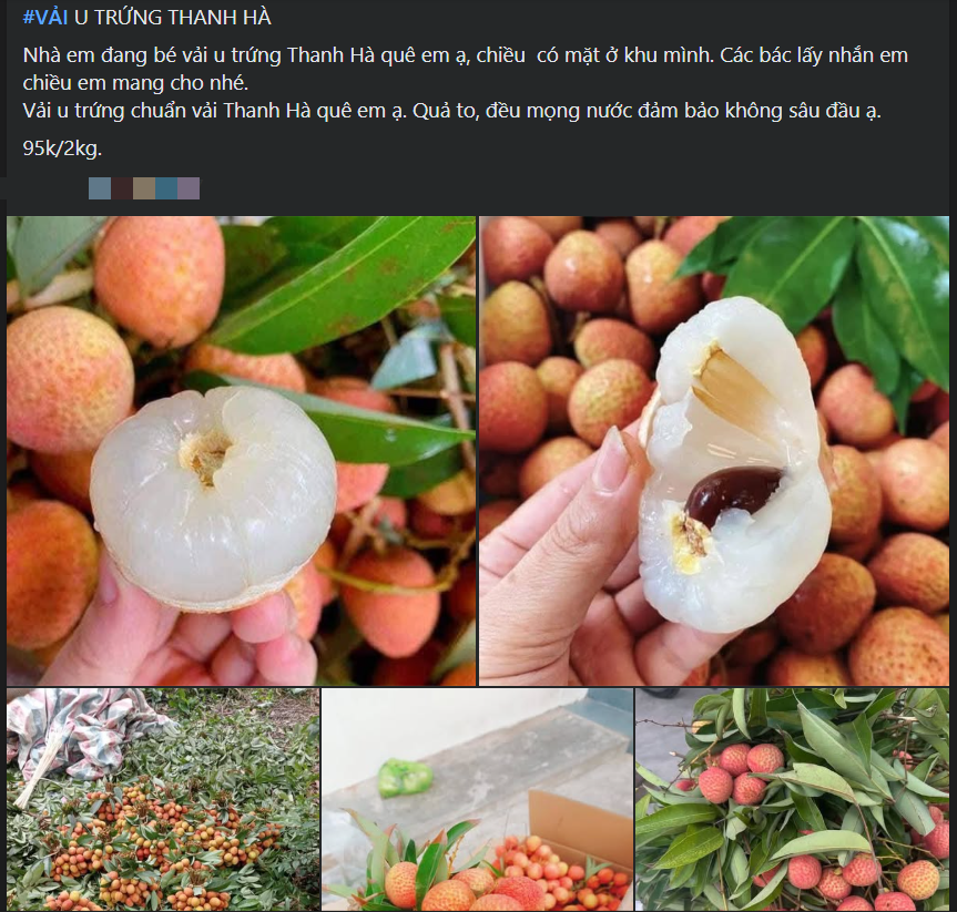 Tiểu thương lý giải nguyên nhân vải u trứng trắng Hải Dương thành mặt hàng ‘hot’ tại thị trường trái cây Việt - Ảnh 4.