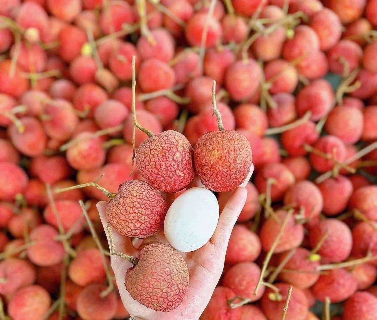 Tiểu thương lý giải nguyên nhân vải u trứng trắng Hải Dương thành mặt hàng ‘hot’ tại thị trường trái cây Việt - Ảnh 5.