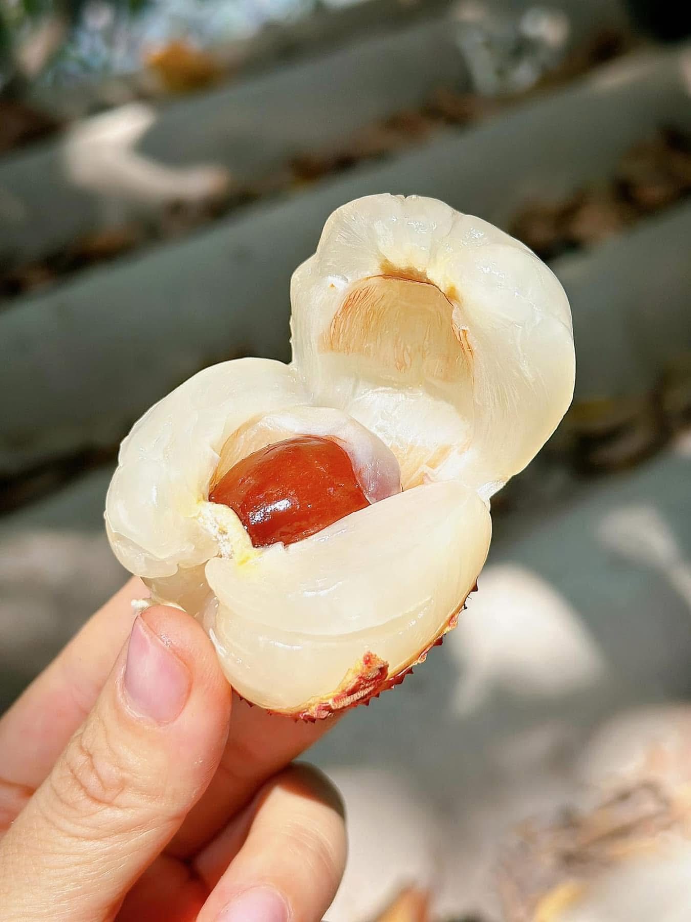 Tiểu thương lý giải nguyên nhân vải u trứng trắng Hải Dương thành mặt hàng ‘hot’ tại thị trường trái cây Việt - Ảnh 11.
