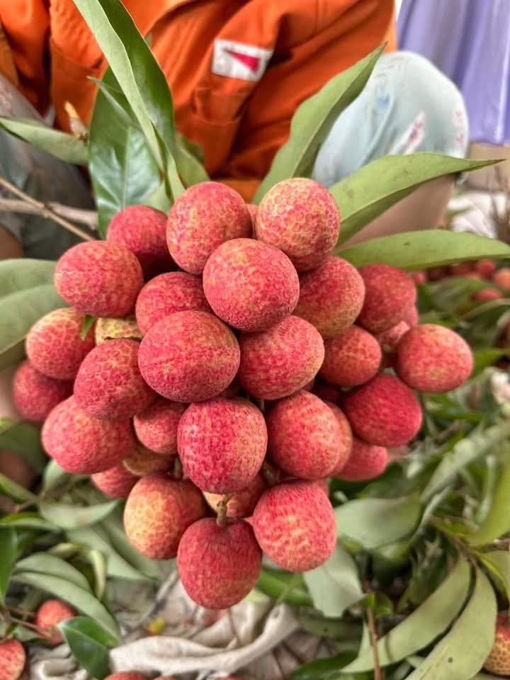 Tiểu thương lý giải nguyên nhân vải u trứng trắng Hải Dương thành mặt hàng ‘hot’ tại thị trường trái cây Việt - Ảnh 9.