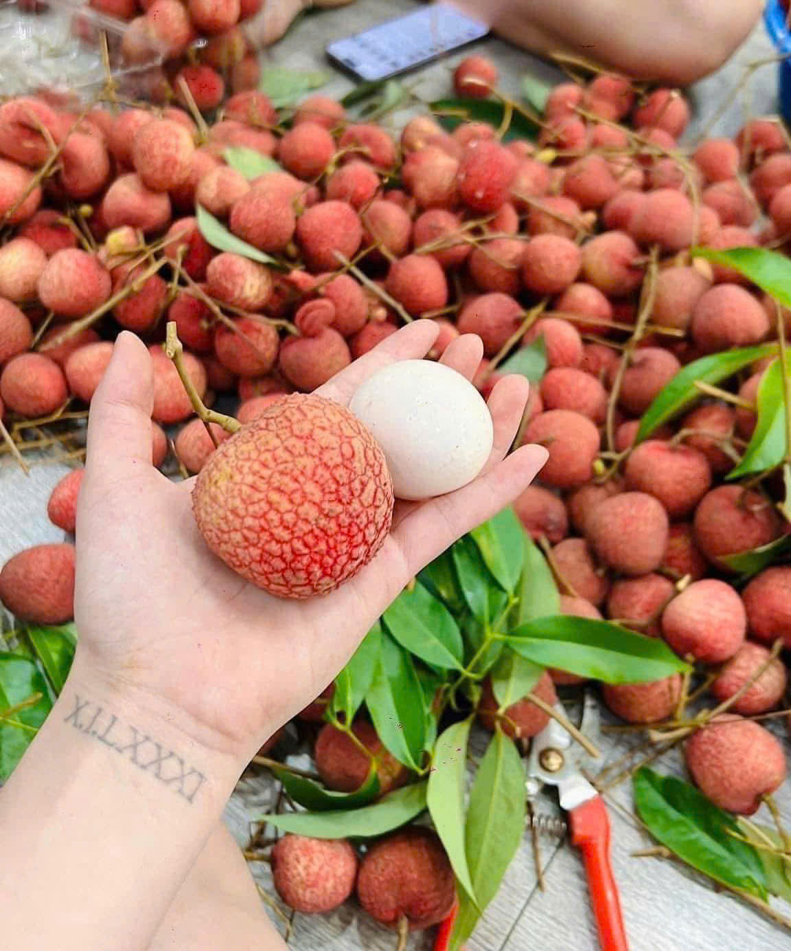 Xuất hiện loại vải VIP gây ‘sốt’ thị trường trái cây Việt, giá cao ‘chót vót’ vẫn được săn đón đến cháy hàng- Ảnh 9.