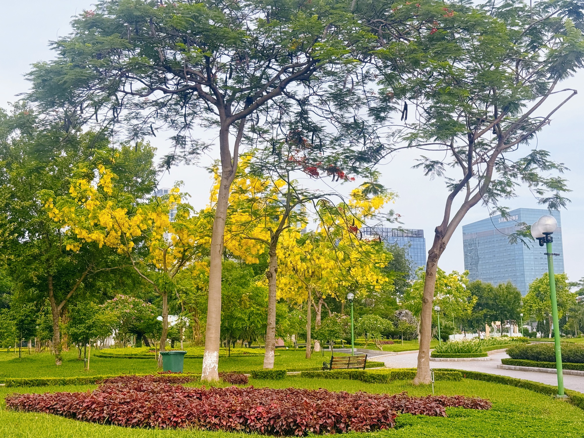 Đô thị Hà Nội bừng sáng trong sắc vàng muồng hoàng yến: Khi hoa không chỉ để ngắm nhìn- Ảnh 3. Đô thị Hà Nội bừng sáng trong sắc vàng muồng hoàng yến: Khi hoa không chỉ để ngắm nhìn- Ảnh 3.
