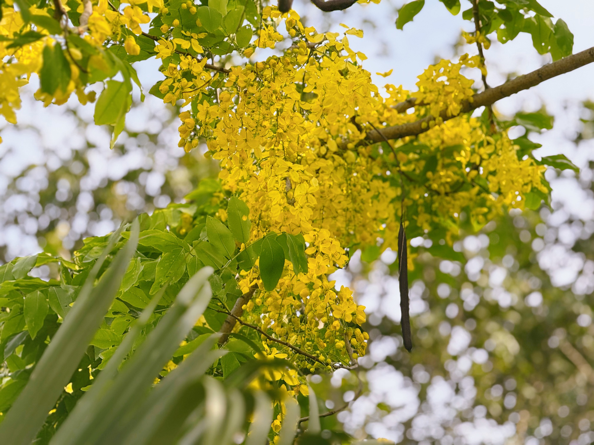Đô thị Hà Nội bừng sáng trong sắc vàng muồng hoàng yến: Khi hoa không chỉ để ngắm nhìn- Ảnh 9. Đô thị Hà Nội bừng sáng trong sắc vàng muồng hoàng yến: Khi hoa không chỉ để ngắm nhìn- Ảnh 9.