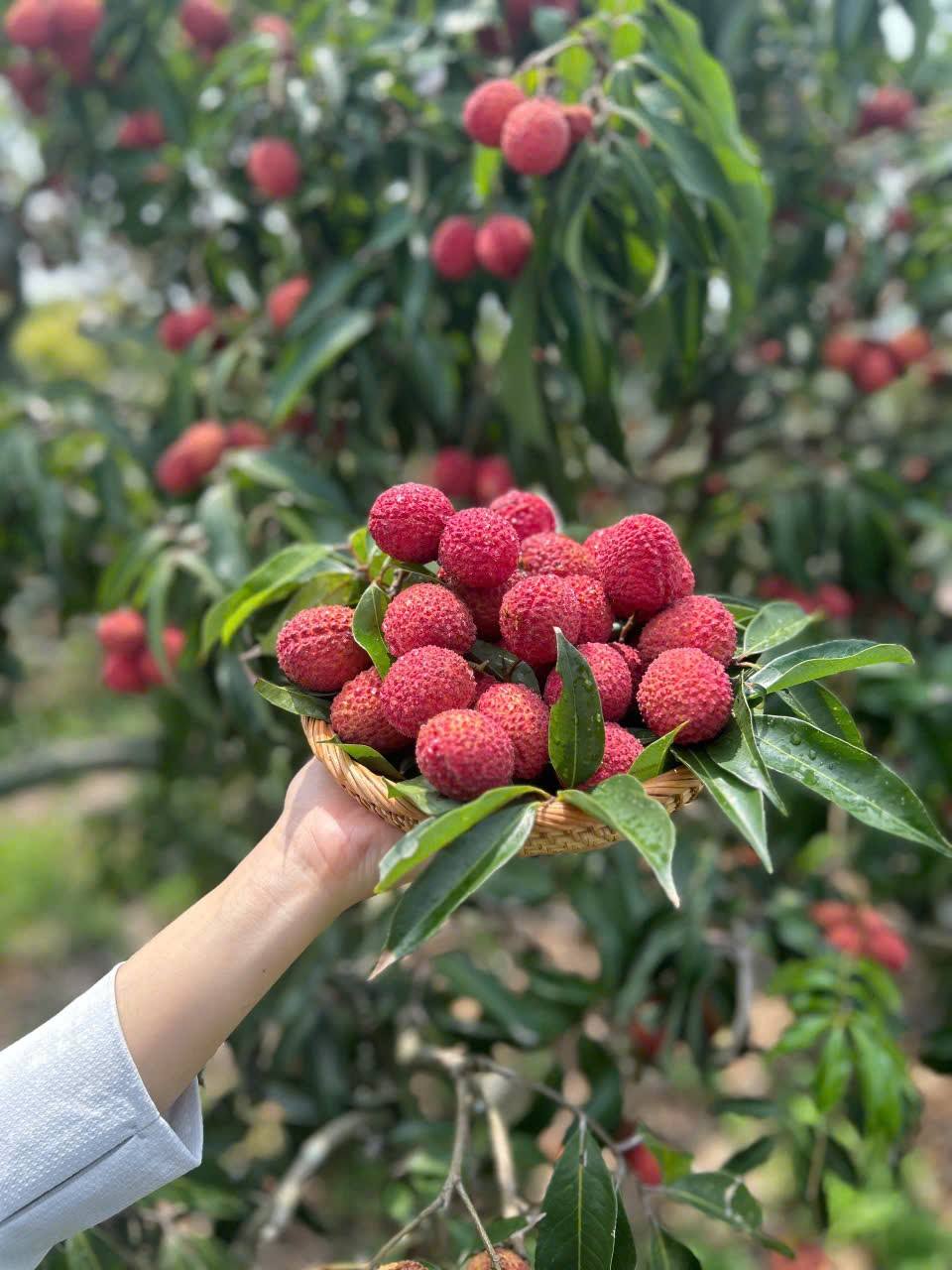 Xuất viện loại vải không hạt giá gần 1 triệu đồng/kg đổ bộ thị trường hoa quả Việt - Ảnh 9.