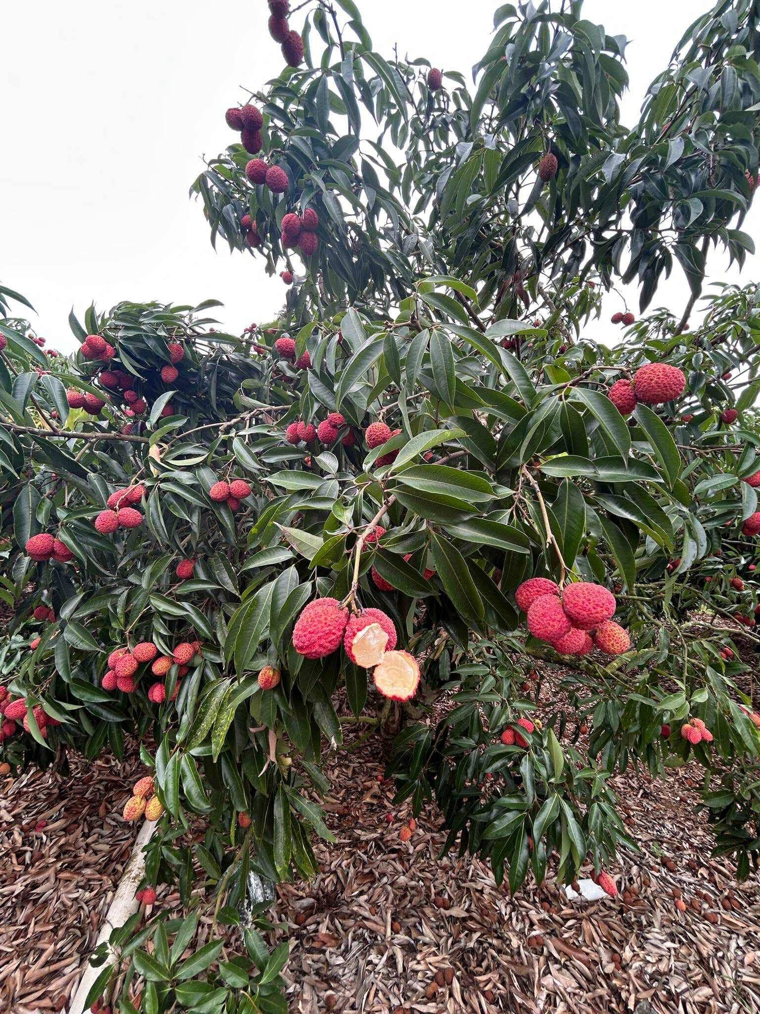 Xuất viện loại vải không hạt giá gần 1 triệu đồng/kg đổ bộ thị trường hoa quả Việt - Ảnh 10.