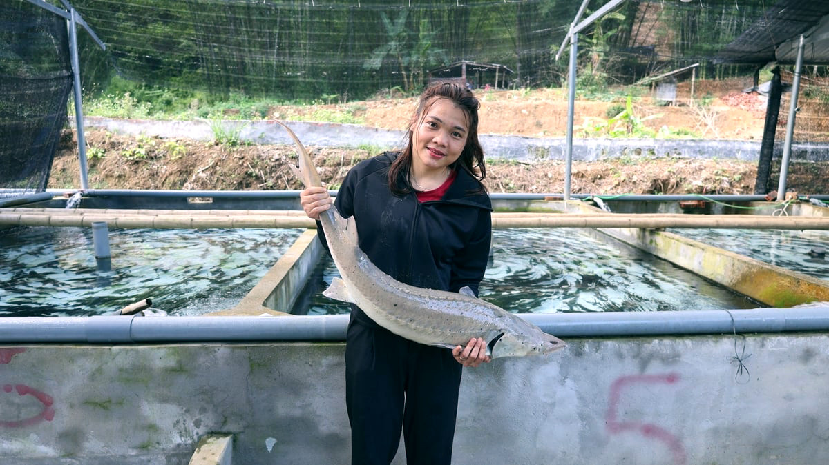 Cô gái Mường thu tiền tỷ nhờ nuôi cá ‘quý tộc’ trên đỉnh núi - Ảnh 1. Cô gái Mường thu tiền tỷ nhờ nuôi cá ‘quý tộc’ trên đỉnh núi - Ảnh 1.