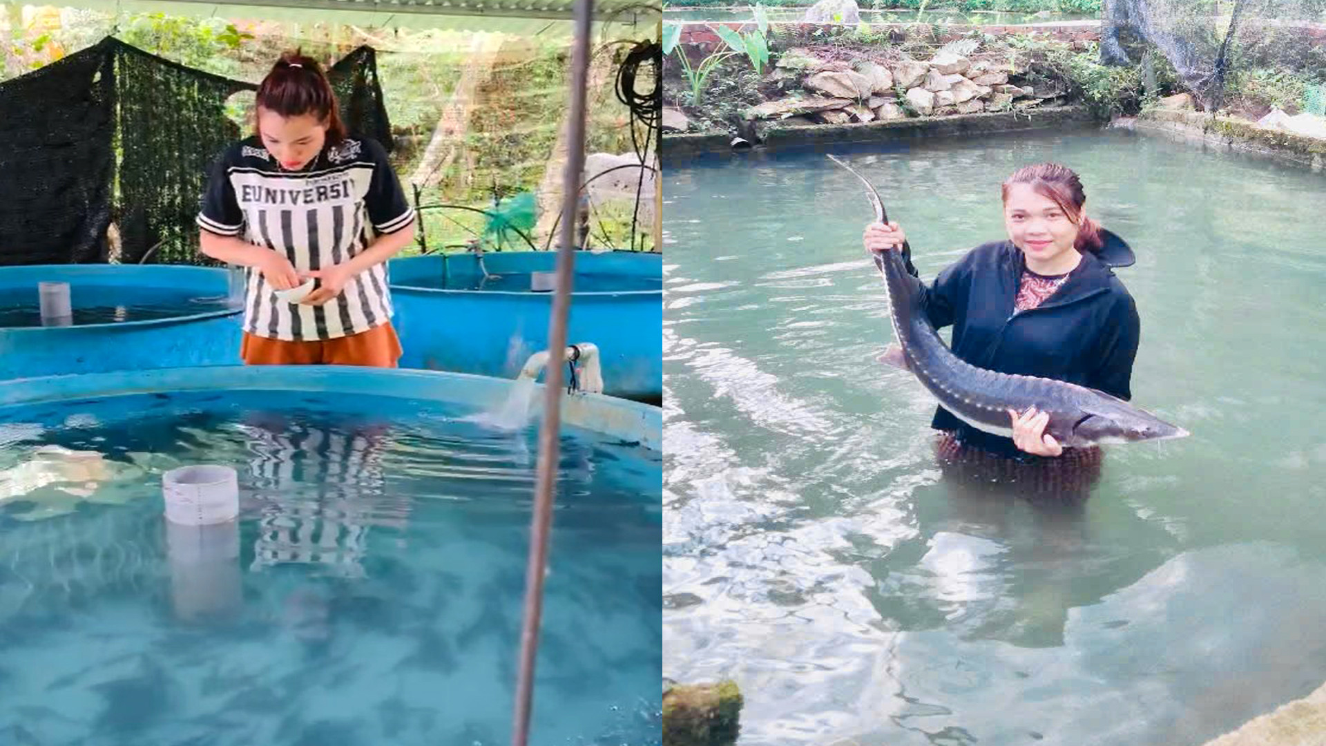 Cô gái Mường thu tiền tỷ nhờ nuôi cá ‘quý tộc’ trên đỉnh núi - Ảnh 3. Cô gái Mường thu tiền tỷ nhờ nuôi cá ‘quý tộc’ trên đỉnh núi - Ảnh 3.