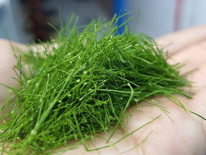 Thứ lá người Việt thường rắc lên gà luộc, không ngờ là loại rau chứa chất chống oxy hóa mạnh, bảo vệ hệ thần kinh- Ảnh 1. Thứ lá người Việt thường rắc lên gà luộc, không ngờ là loại rau chứa chất chống oxy hóa mạnh, bảo vệ hệ thần kinh- Ảnh 1.