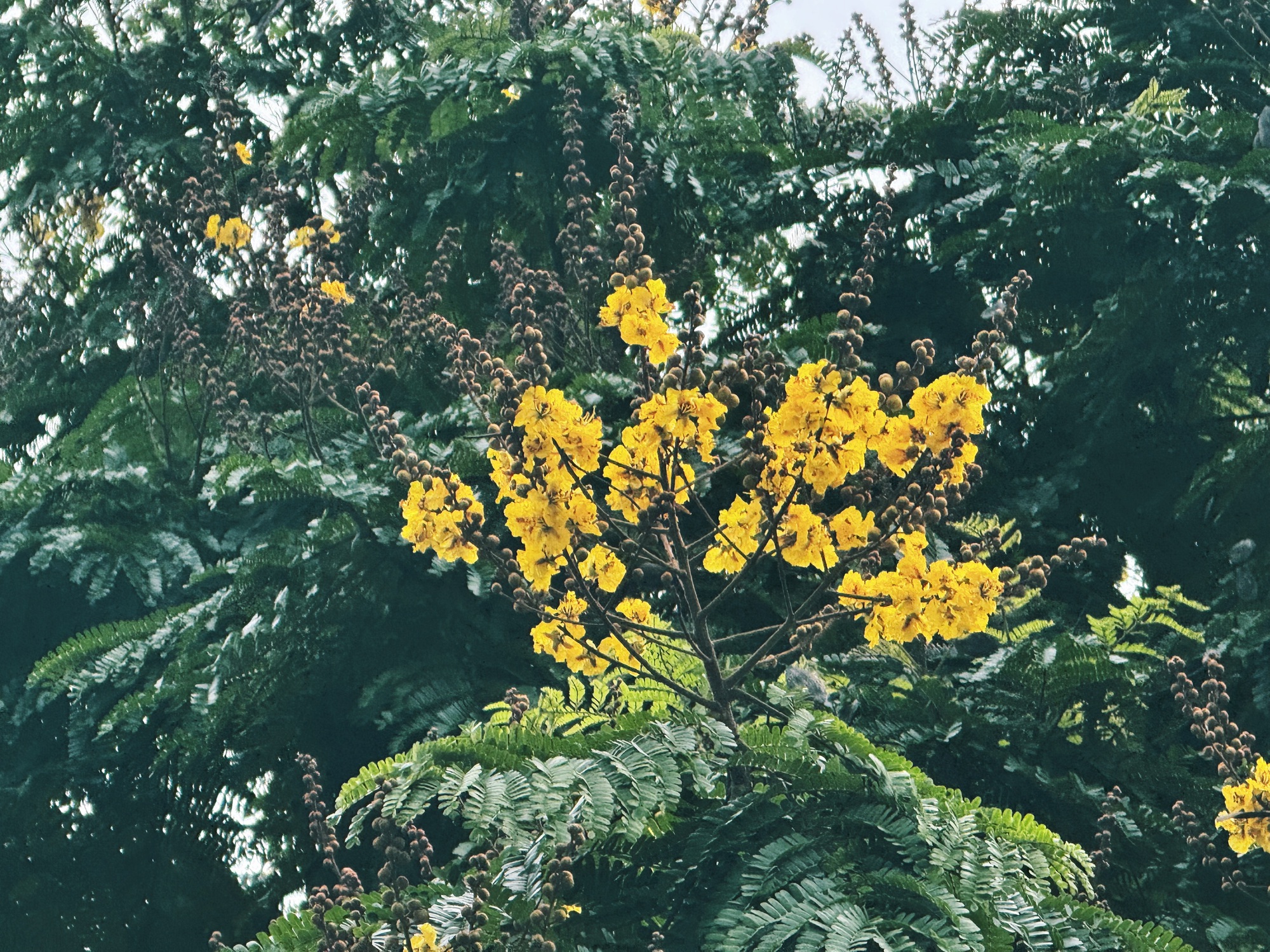 img1209-1750057674167160053320.jpeg