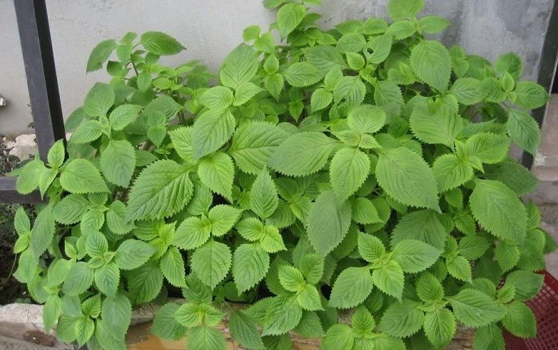 Thứ rau kèm bún đậu lại là 'cứu tinh' cho người bị mẩn ngứa, mề đay, dị ứng thời tiết- Ảnh 2. Thứ rau kèm bún đậu lại là 'cứu tinh' cho người bị mẩn ngứa, mề đay, dị ứng thời tiết- Ảnh 2.