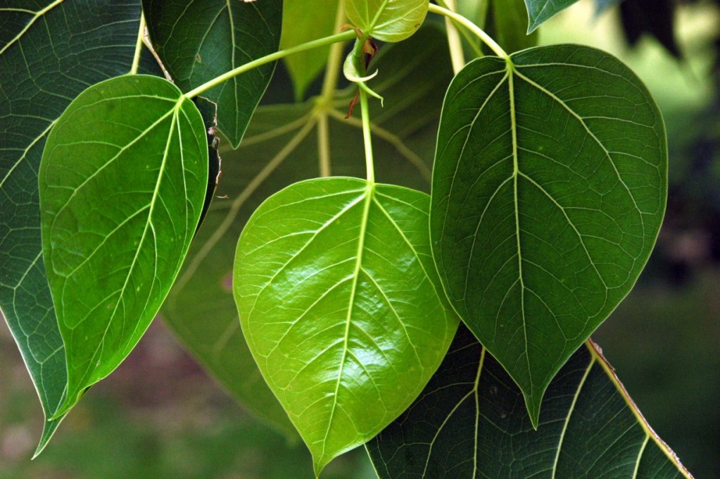 Những loại cây xua đuổi tà ma, trừ âm khí trong nhà cho gia chủ - Ảnh 3.